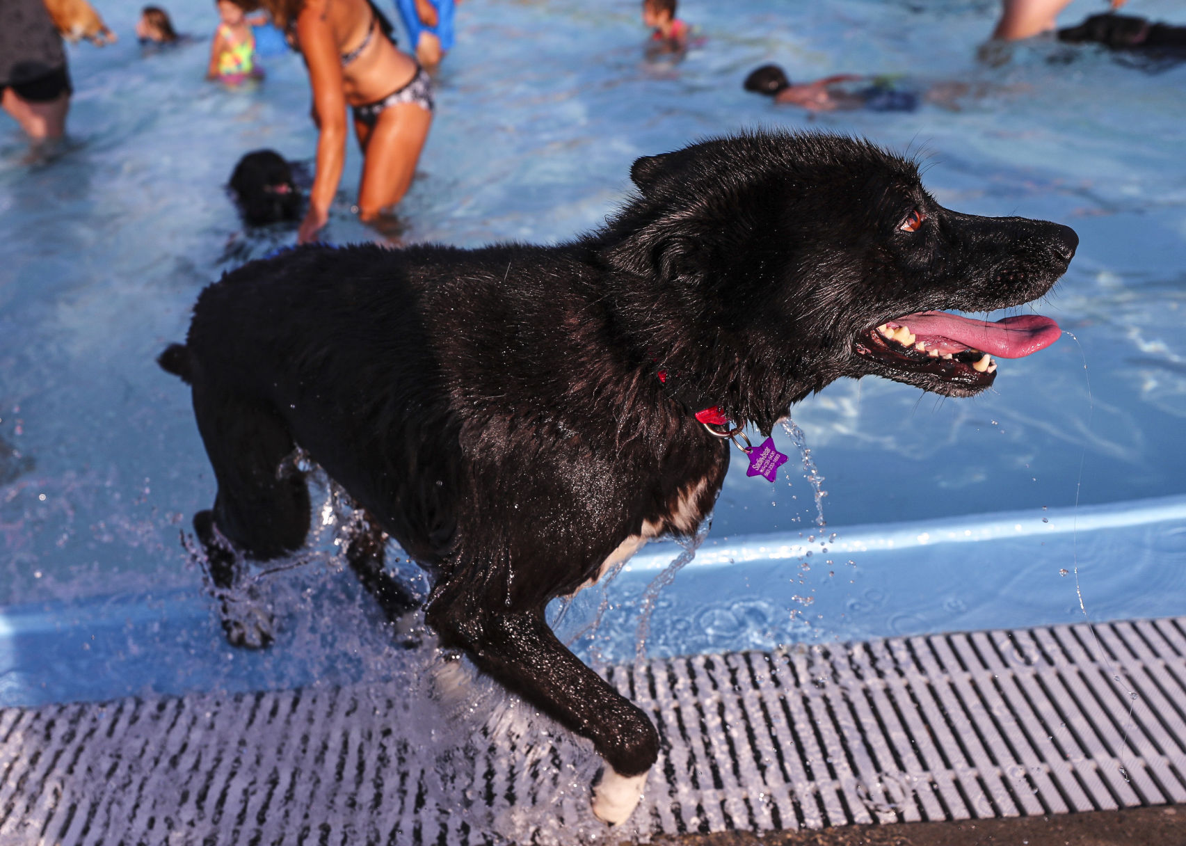 Doggie Dip 13